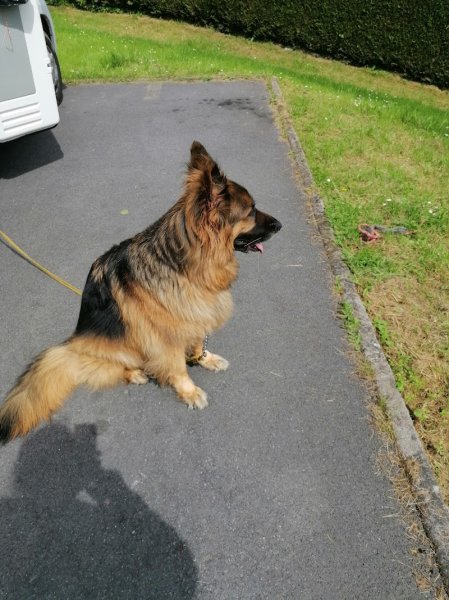 Centre canin dogcitania - photo 2