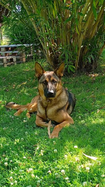 Centre canin dogcitania - photo 3