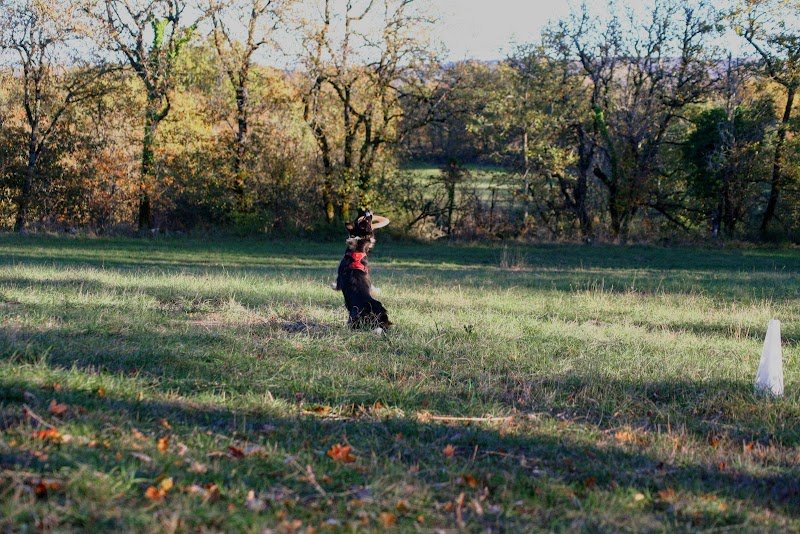 Helo dog training - éducateur canin intervenant en comportement - photo 2