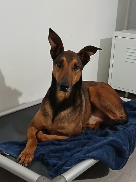 Pension canine Rinaudo