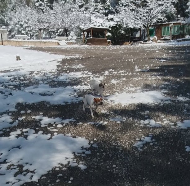 Club Canin La Valette - photo 2