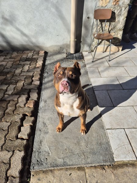 L'arche de Jean Louis Éducateur Comportementaliste Canin