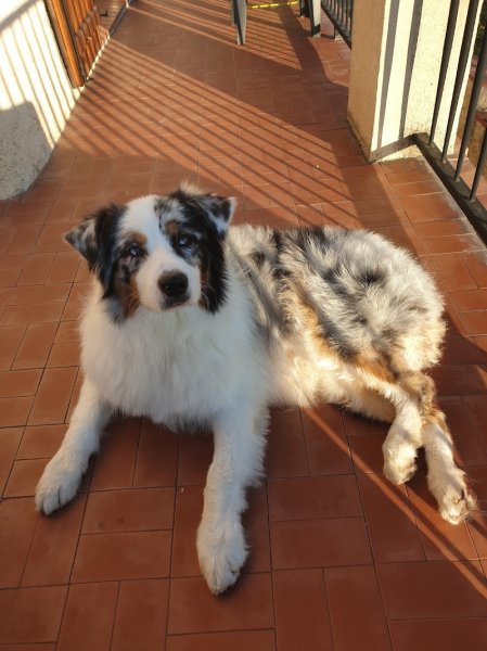 L'arche de Jean Louis Éducateur Comportementaliste Canin - photo 2