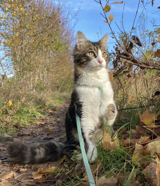 L’Arche de Noema - Éducation canine, comportement félin & Promeneuse