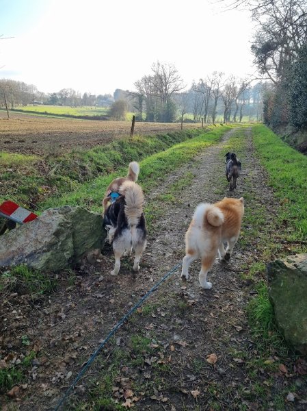 L'Arche de La Noé - Éducateur, comportementaliste canin 35