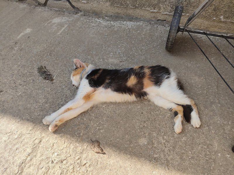 L'Arche de La Noé - Éducateur, comportementaliste canin 35 - photo 3