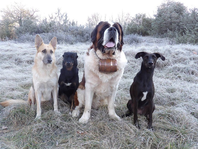 La Patte de Sirius - Éducateur Canin / Pension Canine LOT 46