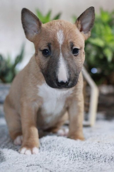La Patte de Sirius - Éducateur Canin / Pension Canine LOT 46 - photo 2