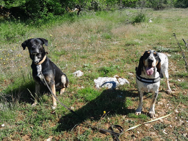 La Patte de Sirius - Éducateur Canin / Pension Canine LOT 46 - photo 3