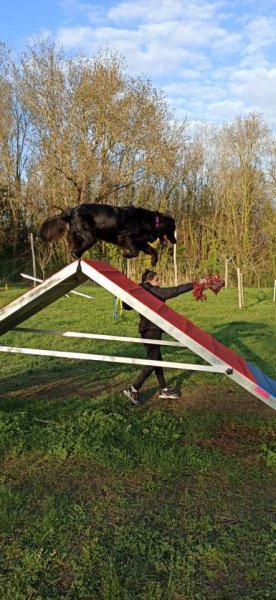 Les copains d’Inook, éducation canine Oléron - photo 1