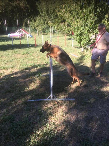 Les copains d’Inook, éducation canine Oléron - photo 2