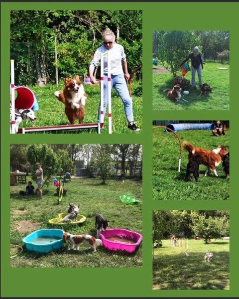 Les copains d’Inook, éducation canine Oléron - photo 3