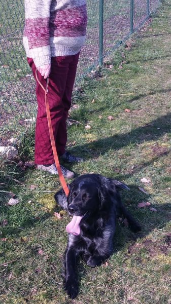 Educateur canin L'tiot dressage - photo 2