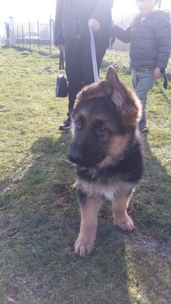 Educateur canin L'tiot dressage - photo 3