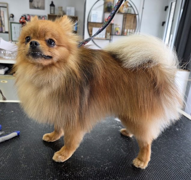 Le domaine du chien - photo 2