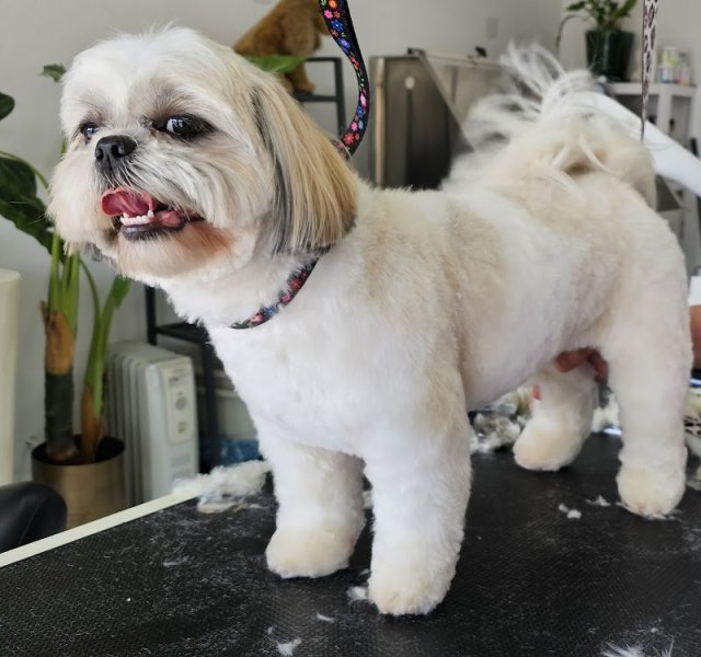 Le domaine du chien - photo 3