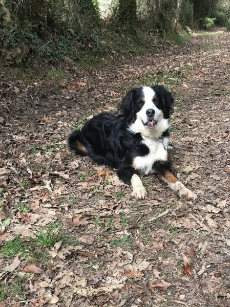 positivDOG éducation canine - Éducateur comportementaliste canin