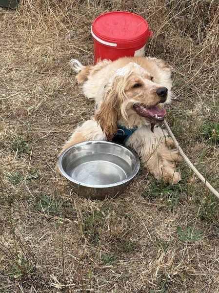 positivDOG éducation canine - Éducateur comportementaliste canin - photo 2