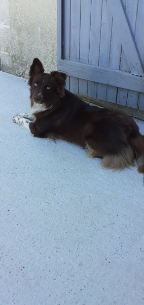 positivDOG éducation canine - Éducateur comportementaliste canin - photo 3