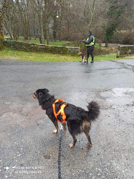 Centre d'Éducation Canine de Magnac Bourg Club Canin Happy Dog - photo 2