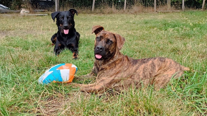 Éducateur canin - Instinct de partage - photo 1