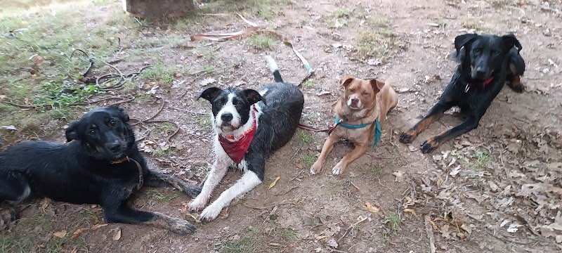 Éducateur canin - Instinct de partage - photo 2