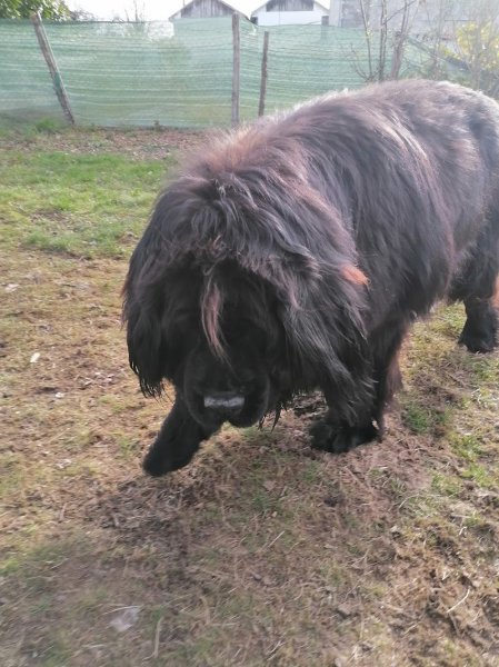 Éducateur canin - Instinct de partage - photo 3