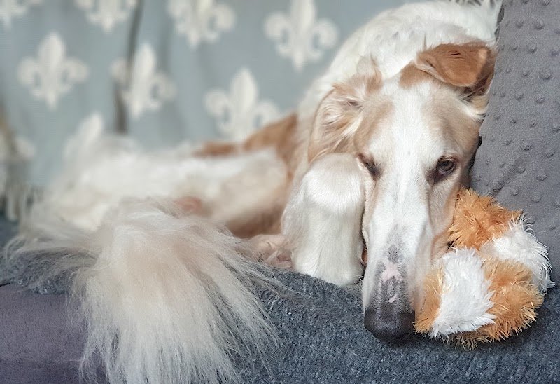 Dog Yours | Sébastien Cabirol - Comportementaliste canin reconnu à Limoges et en Haute Vienne, 87 - photo 3