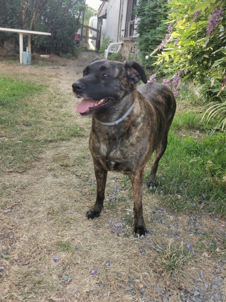 Les Petites Personnes · Educatrice Comportementaliste Canin - photo 3