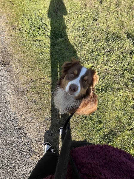 Éducateur canin - Newcollie - photo 1