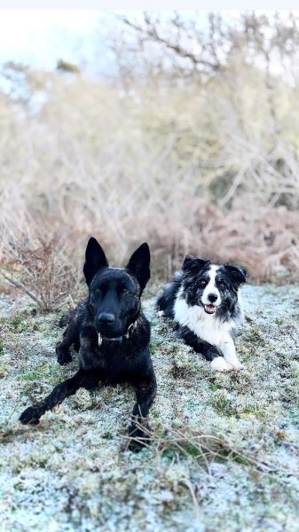 Éducateur canin - Newcollie - photo 3