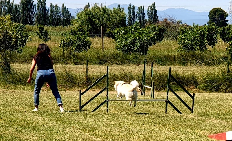 CLUB CANIN DE MONTOU - photo 3