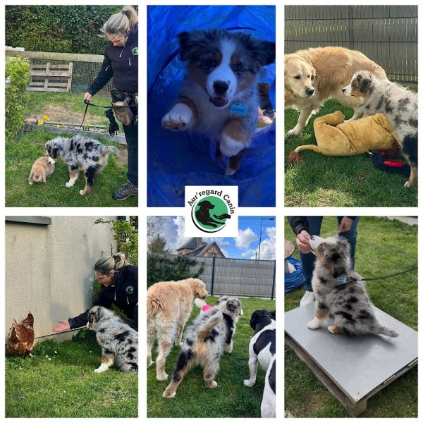 Aur'regard Canin Éducateur comportementaliste canin