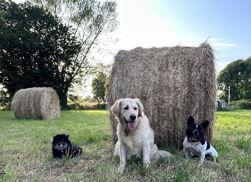 Aur'regard Canin Éducateur comportementaliste canin - photo 2