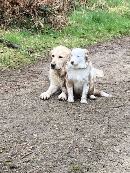 Aur'regard Canin Éducateur comportementaliste canin - photo 3