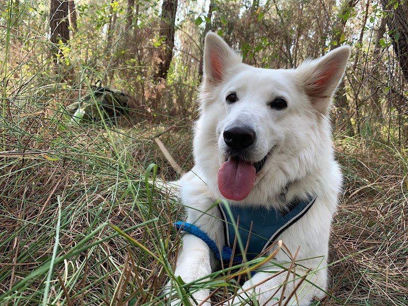 Deldog (Delphine Cure-Després), leçons d'éducation canine personnalisées.