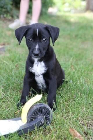 Deldog (Delphine Cure-Després), leçons d'éducation canine personnalisées. - photo 2