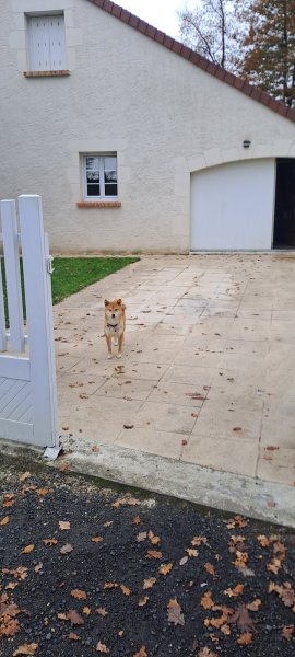 Deldog (Delphine Cure-Després), leçons d'éducation canine personnalisées. - photo 3