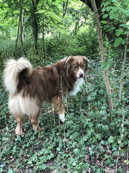 Éducateur canin Lyon Ouest RespectDogs - photo 2