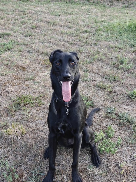 Éducateur canin Lyon Ouest RespectDogs - photo 3