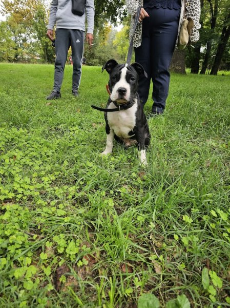 SYM DOG 31 - TOULOUSE - Éducateur Canin - photo 2