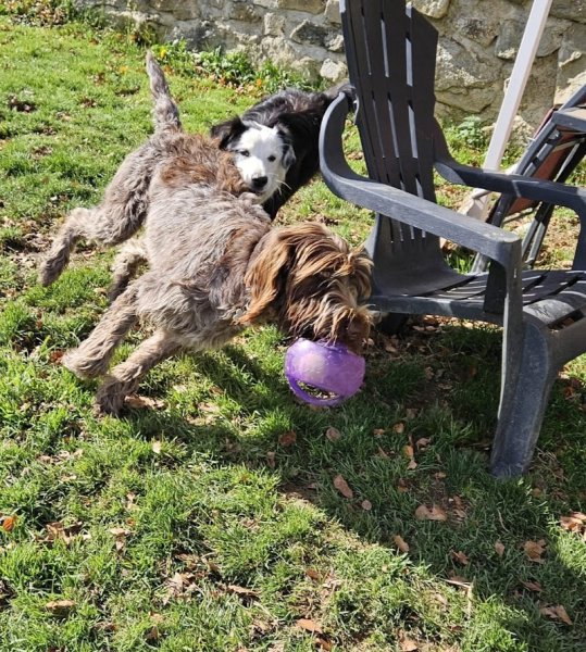 Colo'canine CANIFOREZ - photo 2