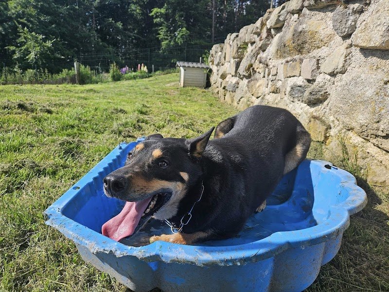 Colo'canine CANIFOREZ - photo 3