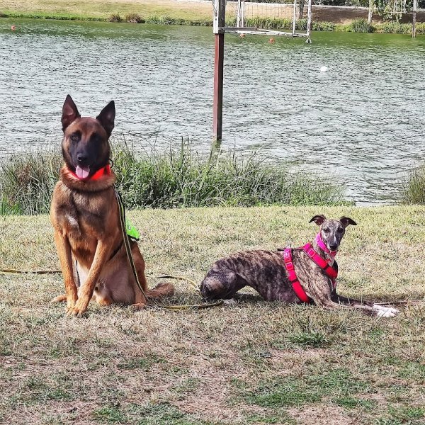 Dog Stadium - photo 1