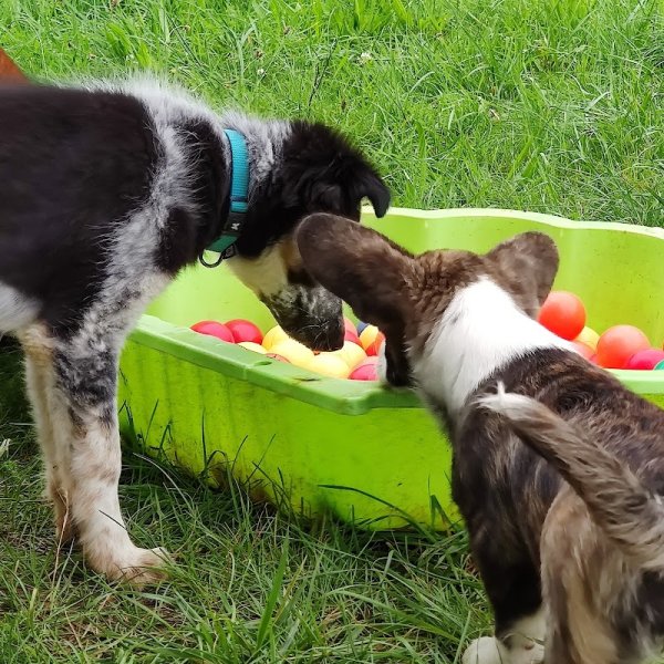 Dog Stadium - photo 2