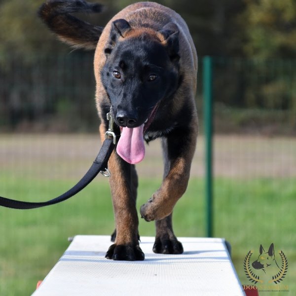 Dog Stadium - photo 3