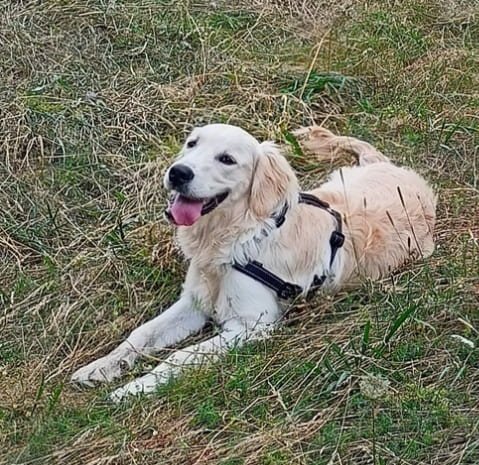 Nat & Dogs - photo 2