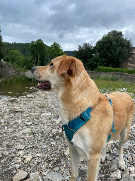 Nat & Dogs - photo 3