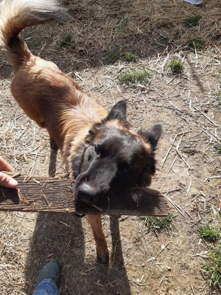 Chien écolier - photo 1