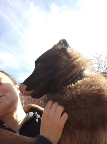 Chien écolier - photo 2